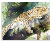 Big Cat Rescue Leopard - No-Wrap