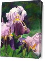 Purple Iris As Canvas