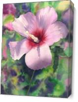 Rose Of Sharon As Canvas
