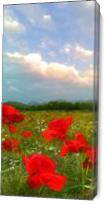 Poppies - Gallery Wrap
