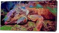 Iguana Sleep - Gallery Wrap