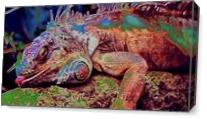 Iguana Sleep - Gallery Wrap Plus