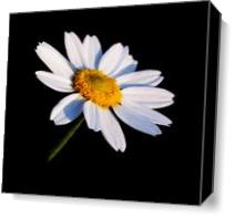 Black And White Daisy As Canvas