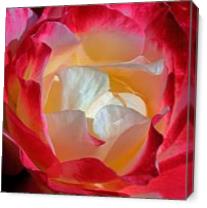 Unique Rose As Canvas