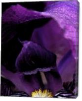Purple Iris - Gallery Wrap