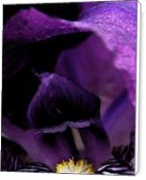 Purple Iris - Standard Wrap