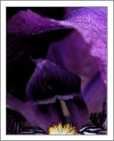 Purple Iris - No-Wrap