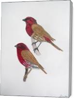 House Finch And Purple Finch - Gallery Wrap