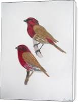 House Finch And Purple Finch - Standard Wrap