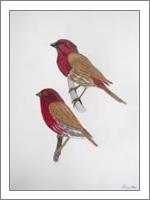 House Finch And Purple Finch - No-Wrap