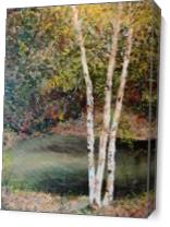 River Birch As Canvas