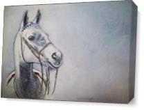 Grey Horse As Canvas