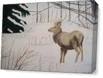 Winter Deer As Canvas