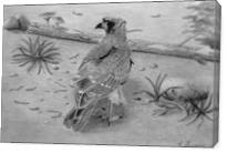 Chimango Caracara Falcon - Gallery Wrap