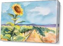 Sunflower Hill As Canvas
