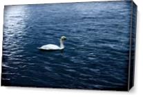 Swan Lake As Canvas