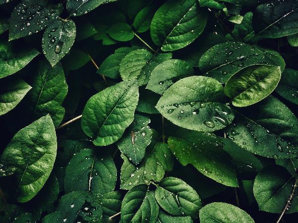 Deep Green Leaves Covered In Water Droplets