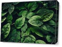 Deep Green Leaves Covered In Water Droplets - Gallery Wrap Plus