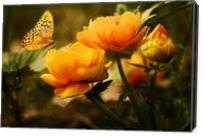 Orange Butterfly Hovering Over Blooming Flowers - Gallery Wrap