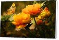 Orange Butterfly Hovering Over Blooming Flowers - Standard Wrap