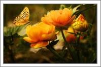 Orange Butterfly Hovering Over Blooming Flowers - No-Wrap