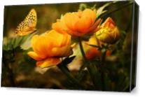Orange Butterfly Hovering Over Blooming Flowers - Gallery Wrap Plus