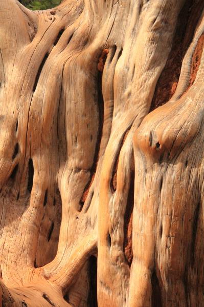 Old Cedar Weathered Wood Pattern Details Grand Canyon National Park Arizona By Roupen Baker