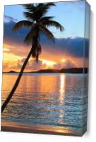 Palm Tree And Tropical Harbor Sunset St Thomas Photograph By Roupen Baker As Canvas