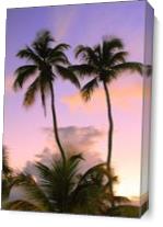 Twin Palm Trees Backlit In Evening Sky St Thomas Photograph By Roupen Baker As Canvas