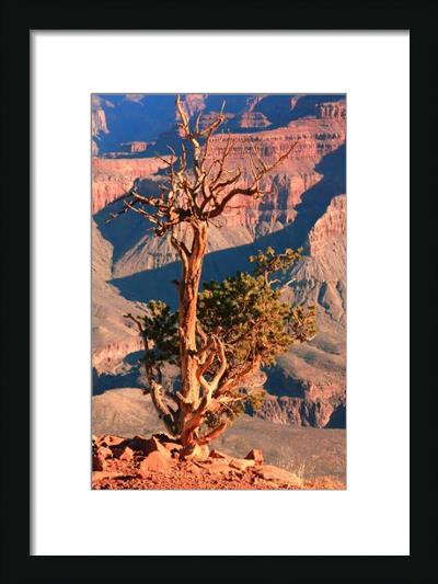 Weathered Juniper Tree On The Canyon Rim Photograph Grand Canyon National Park Arizona By Roupen Baker
