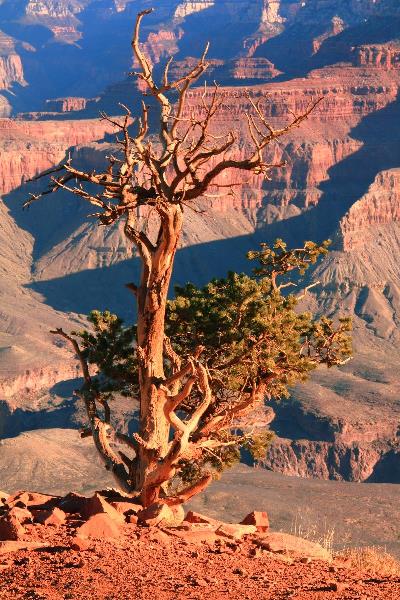 Weathered Juniper Tree On The Canyon Rim Photograph Grand Canyon National Park Arizona By Roupen Baker