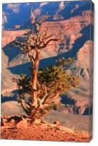 Weathered Juniper Tree On The Canyon Rim Photograph Grand Canyon National Park Arizona By Roupen Baker - Gallery Wrap