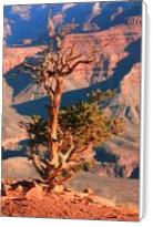 Weathered Juniper Tree On The Canyon Rim Photograph Grand Canyon National Park Arizona By Roupen Baker - Standard Wrap