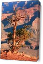 Weathered Juniper Tree On The Canyon Rim Photograph Grand Canyon National Park Arizona By Roupen Baker - Gallery Wrap Plus