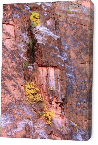 Yellow Fall Foliage Clings To The Canyon Wall Photograph Grand Canyon National Park Arizona By Roupen Baker