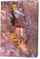 Yellow Fall Foliage Clings To The Canyon Wall Photograph Grand Canyon National Park Arizona By Roupen Baker - Gallery Wrap