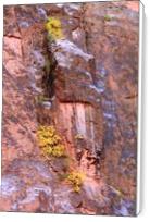 Yellow Fall Foliage Clings To The Canyon Wall Photograph Grand Canyon National Park Arizona By Roupen Baker - Standard Wrap