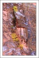 Yellow Fall Foliage Clings To The Canyon Wall Photograph Grand Canyon National Park Arizona By Roupen Baker - No-Wrap