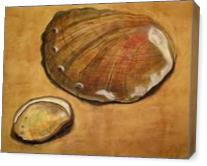 Shells For Leo - Gallery Wrap