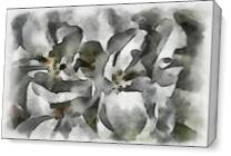 White Geraniums As Canvas
