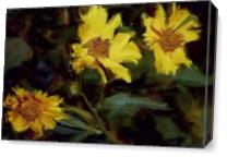 Yellow Flowers As Canvas