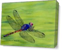 Dragonfly On Green As Canvas