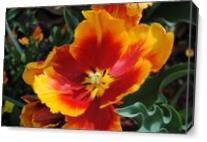Orange And Red Tulip Surprise As Canvas