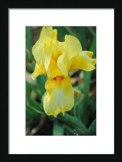 Sunny Yellow Iris