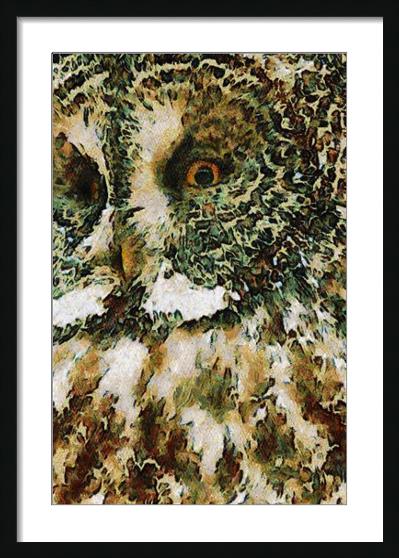 The Glaucus Owl