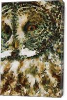 The Glaucus Owl - Gallery Wrap