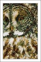 The Glaucus Owl - No-Wrap