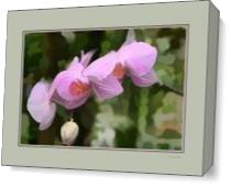 Orchid With Digital Mat As Canvas