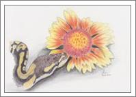 Snake And Flower - No-Wrap