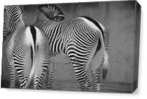 Zebra Lines As Canvas